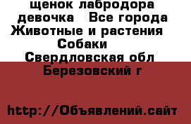 щенок лабродора девочка - Все города Животные и растения » Собаки   . Свердловская обл.,Березовский г.